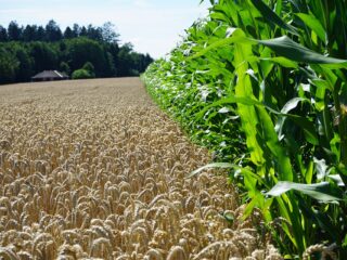 Felder bei Winistorf (SO)