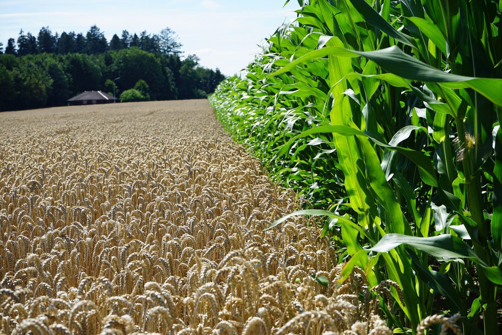 Getreidefeld und Maisfeld bei Winistorf