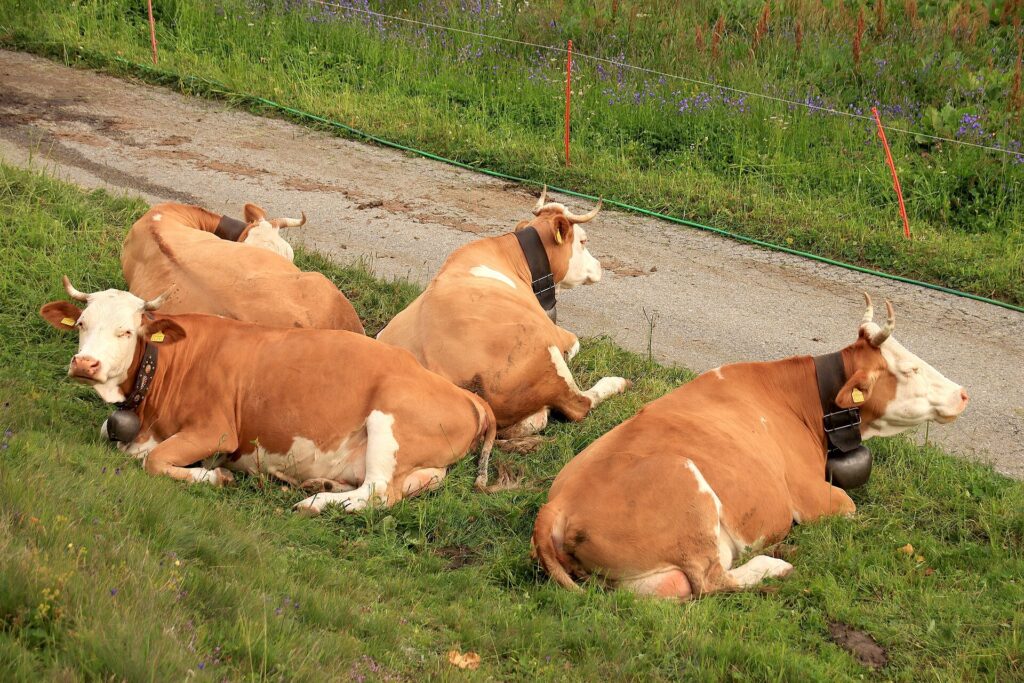 Braunvieh auf einer Alpweide am Simplonpass