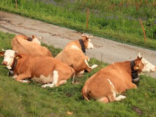 Braunvieh auf einer Alpweide am Simplonpass