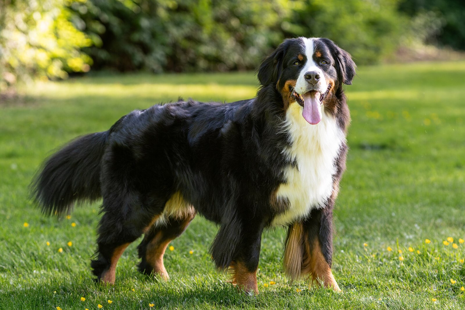 Berner Sennenhund auf einer Wiese